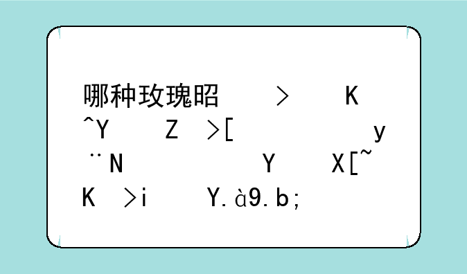 哪种玫瑰是可以四季开花的，花名具体是什么？
